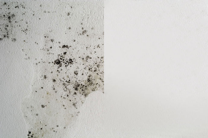 How To Treat Damp & Apply Damp Paint?