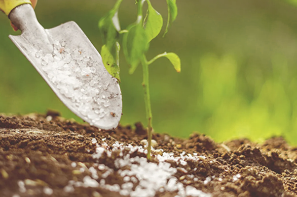 Soil pH And Its Effect On Your Garden