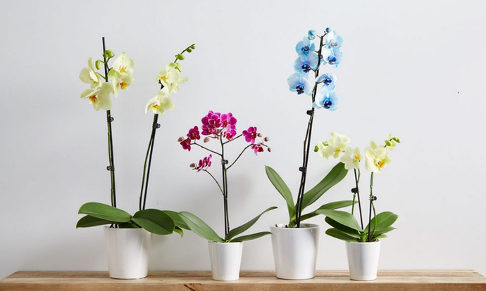 Orchid Flower Basics