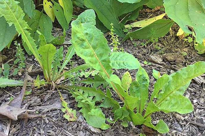 Weed Control Facts: Winning the Battle Of The Weeds!