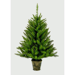 Premier California Spruce In Pot