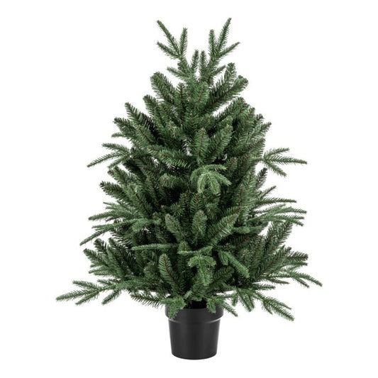 Premier Potted Aspen Fir