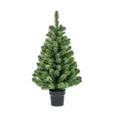 Premier Woodcote Spruce In Pot