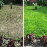 Green Fingers 3In1 Lawn Thick 50Sqm