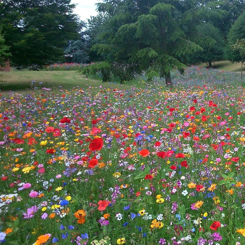 Green Fingers Wildflower Bee&Bfly Mix 1Kg