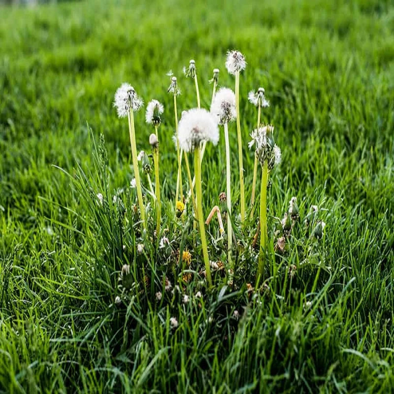 Doff Lawn Weedkiller