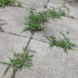 Doff Path & Patio Weedkiller 3 Sachets