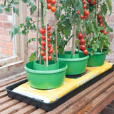 Doff Tomato Feed