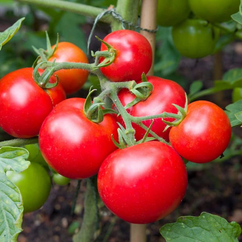 Seaweed Advanced For Tomato 1Ltr