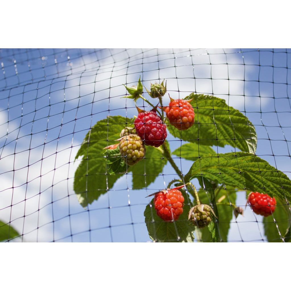 JDS Garden Black Fruit Cage Net